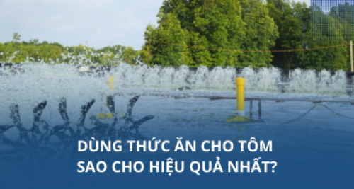 Dùng thức ăn cho tôm sao cho hiệu quả nhất?